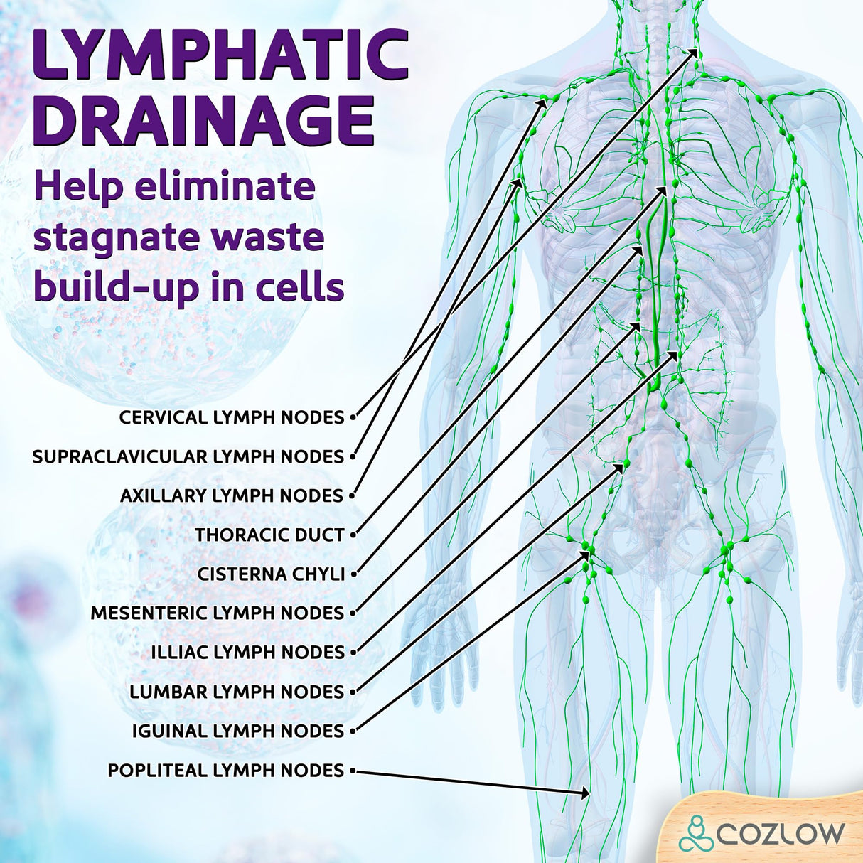 Wooden Massage Roller Stick (12 Rollers) - Curved Wood Therapy Massage Tool for Body Sculpting, Fascia Release & Lymphatic Drainage - Maderotherapy Helps Reduce Cellulite Appearance - by Cozlow COZLOW