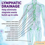 Wooden Massage Roller Stick (12 Rollers) - Curved Wood Therapy Massage Tool for Body Sculpting, Fascia Release & Lymphatic Drainage - Maderotherapy Helps Reduce Cellulite Appearance - by Cozlow COZLOW