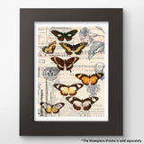 Pintoo Jigsaw Puzzles 300 Piece for Adults - Butterfly Pattern Easy Storage Snug Interlocking Plastic Puzzle No Glue Required [H1584] Pintoo