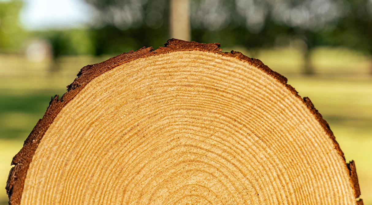 Set of (10) 9-10 inch Wood Slices for centerpieces! Wedding centerpieces, Baby Shower centerpieces, Birthday Party centerpieces, Bridal Shower centerpieces, Woodland centerpieces! (9 inch) Rustic Wood Slices Inc.