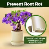 Bonsai Tree Kit - Gifts for Men & Women - Grow 4 Bonsai Trees - Unique Gardening Crafts for Adults, DIY Hobbies for Plant Lovers & Gardeners - Unusual Christmas Gift Ideas for Mom & Dad HOME GROWN