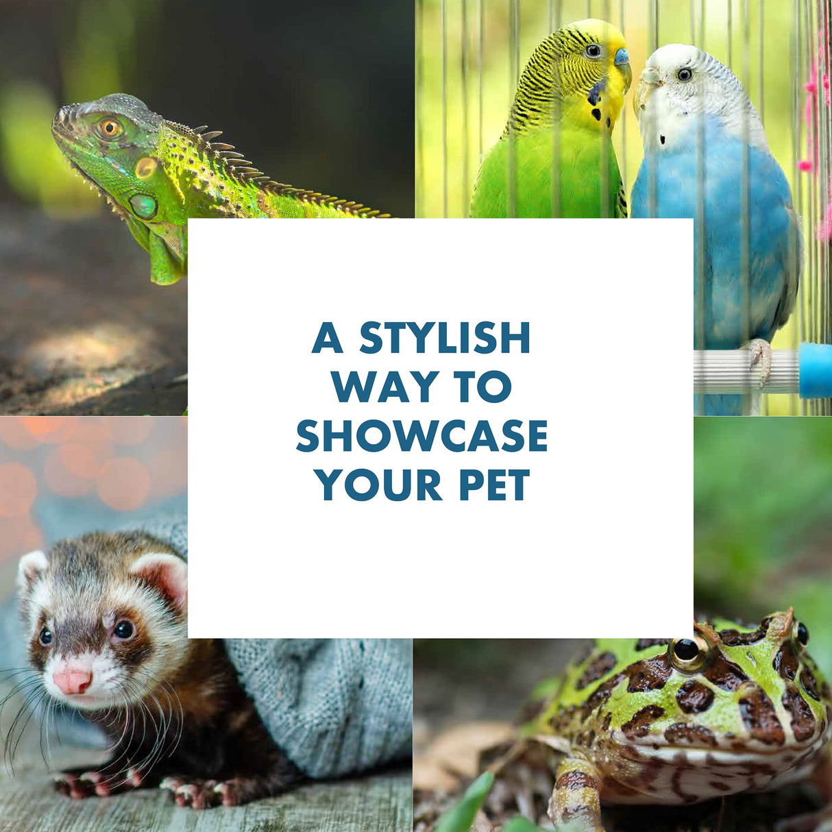 TitanEze 10 Gallon Double Aquarium Stand (2 Stands in 1), Fish Tank Stand, Bird Cage Stand, 22.5" W x 31" H x 10.5" D Caitec