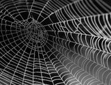 Spiders Web 1000 Piece Jigsaw Puzzle - Arachnophobia - for Adults - Challenging and Difficult Puzzles 26 inch X 20 inch All Jigsaw Puzzles