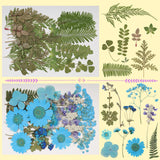 179Pcs Dried Pressed Flowers Real Pressed Flowers Natural Dry Leaves Bulk Mixed Colorful Herbs Kit with Tweezers for Scrapbooking DIY Candle Jewelry Crafts Making (Delicate Color) Gvhntk