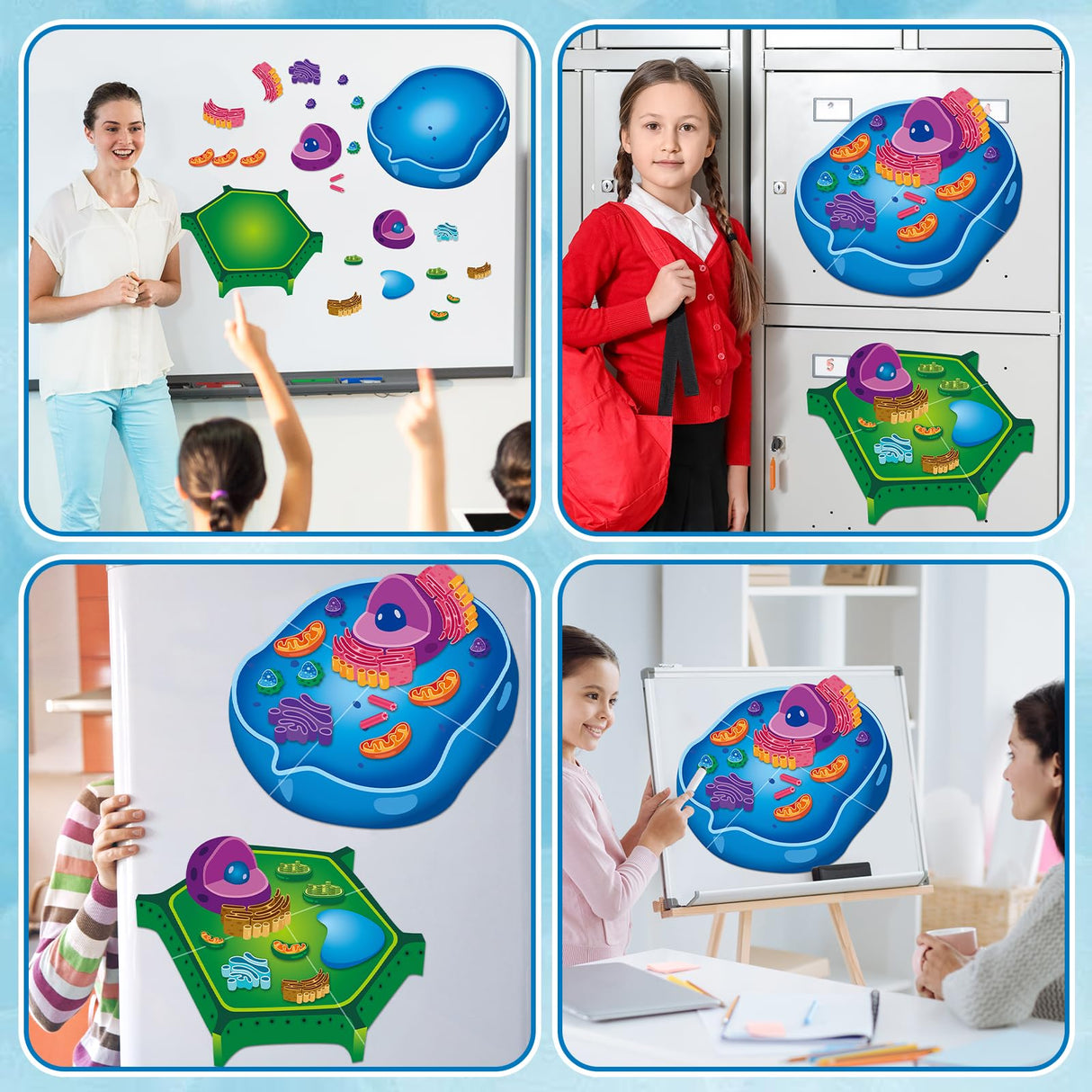 2 Set Magnetic Animal and Plant Cell Model Clearly Magnets Anatomy Models Educational Science Kits Back to School Biology Classroom Decor for Lab Decorations Teacher Must Haves Learning Teaching Aid Lonfliness