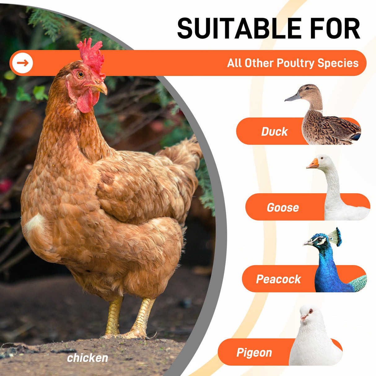 Large chicken perch for coop with swing,chicken toys for coop,chicken roosting bars for chickens in coop, Backyard Poultry toys,Easy to install and clean,Sturdy Coop Rack Bars,chicken coop accessories ANNDING