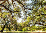 Noah Jigsaw Puzzle Old Southern Live Oak Trees in New Orleans Audubon Park on Sunny Spring Day with Benches and Hanging Spanish Moss and Green Tree of Life in Garden District, Louisiana 1000 Pieces WoodArtSupply