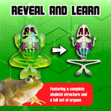 Dissect-It Simulated Synthetic Lab Dissection Toy, STEM Projects for Kids Ages 6 and Up, Animal Science, Biology, Anatomy Home Learning Kit, Great for Young Scientists! – Frog Dissect It