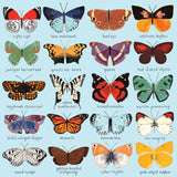 Mudpuppy Butterflies of North America 500 Piece Family Jigsaw Puzzle, Butterfly Puzzle with Recognizable Butterflies from Around North America Mudpuppy