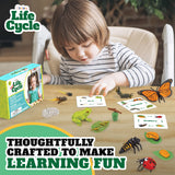 Life Cycle Animal Kit - 12-Piece Montessori Science Toy with Frog, Ladybug & Butterfly Figures. Matching Game & Educational Gift for Kids Ages 3 4 5 6 7 8 GLINGLONG