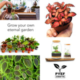 PYEF CRAFTS DIY Terrarium Kit for Adults – Build Your Own Self‑Sustaining Closed Ecosystem – 34 fl oz (1‑Liter) Glass Terrarium – Succulents, Air Plants, Fittonia, Fern – Plants Not Included PYEF CRAFTS