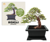 BUZZY Seeds Bonsai Complete Starter Kit (Norway Spruce) - Gardening Gifts - Guaranteed to Grow - Best Indoor Grow Your Own Gardening Gift - Hobbies for Plant Lovers or Unique Christmas Gifts BUZZY