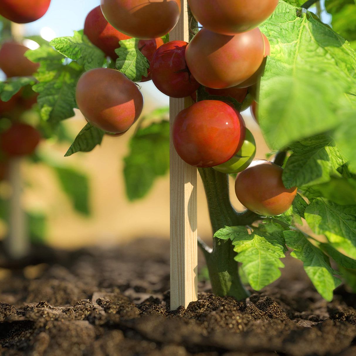 Greenes Fence 3 Ft. Wooden Garden and Sign Post Stakes (25-Pack) Greenes Fence