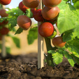 Greenes Fence 3 Ft. Wooden Garden and Sign Post Stakes (25-Pack) Greenes Fence