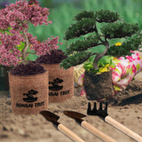Sproutix Bonsai Garden Starter Kit, 4 Seeds Growing into Sakura, Ginkgo, Black Pine, Red Flame, Including Complete Gardening Tools & A Wooden Box with Cover, Christmas Gifts for Men Women Beginners SPROUTIX