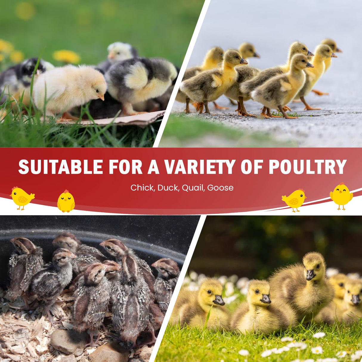 Tetuga Chicken Brooder Box for Chick Starter Kit - 10 * 12inch Brooder Heating Plate Chick Brooder Pen/Baby Chicken Brooder Box 4-in-1 Bundles with Chicken Feeder, Waterer (Brooder Set) Tetuga