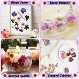 Nuanchu 167 Pcs Real Dried Pressed Flowers Natural Dried Flowers Colorful Dry Daisy Flowers Mixed Dried Flowers for DIY Candle Resin Nails Jewelry Pendant Crafts Floral Art (Purple) Nuanchu