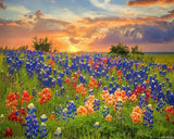 VNUIEHG Paint by Numbers Kit for Adults Texas Bluebonnets Wildflower Field Blooming Spring Sunset 16x20in DIY Color by Numbers Acrylic Paint No Framed Canvas Painting Kits for Beginner VNUIEHG