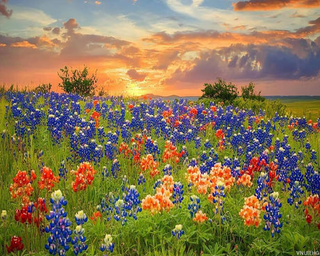 VNUIEHG Paint by Numbers Kit for Adults Texas Bluebonnets Wildflower Field Blooming Spring Sunset 16x20in DIY Color by Numbers Acrylic Paint No Framed Canvas Painting Kits for Beginner VNUIEHG