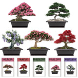 Sproutix Indoor Bonsai Garden Starter Kit, 5 Seeds Growing into Red Maple, Wisteria, Black Pine, Judas Tree, Acacia, Including Complete Gardening Planters & A Wooden Box, Christmas Gifts for Women SPROUTIX