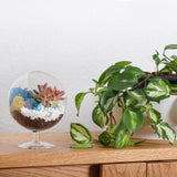 Creations by Nathalie - DIY Glass Plant Terrarium Kit for Adults, Metal Stand, Reindeer Moss, Crystals, Rocks, Tools & Figurine – Complete Starter Set Creations by Nathalie