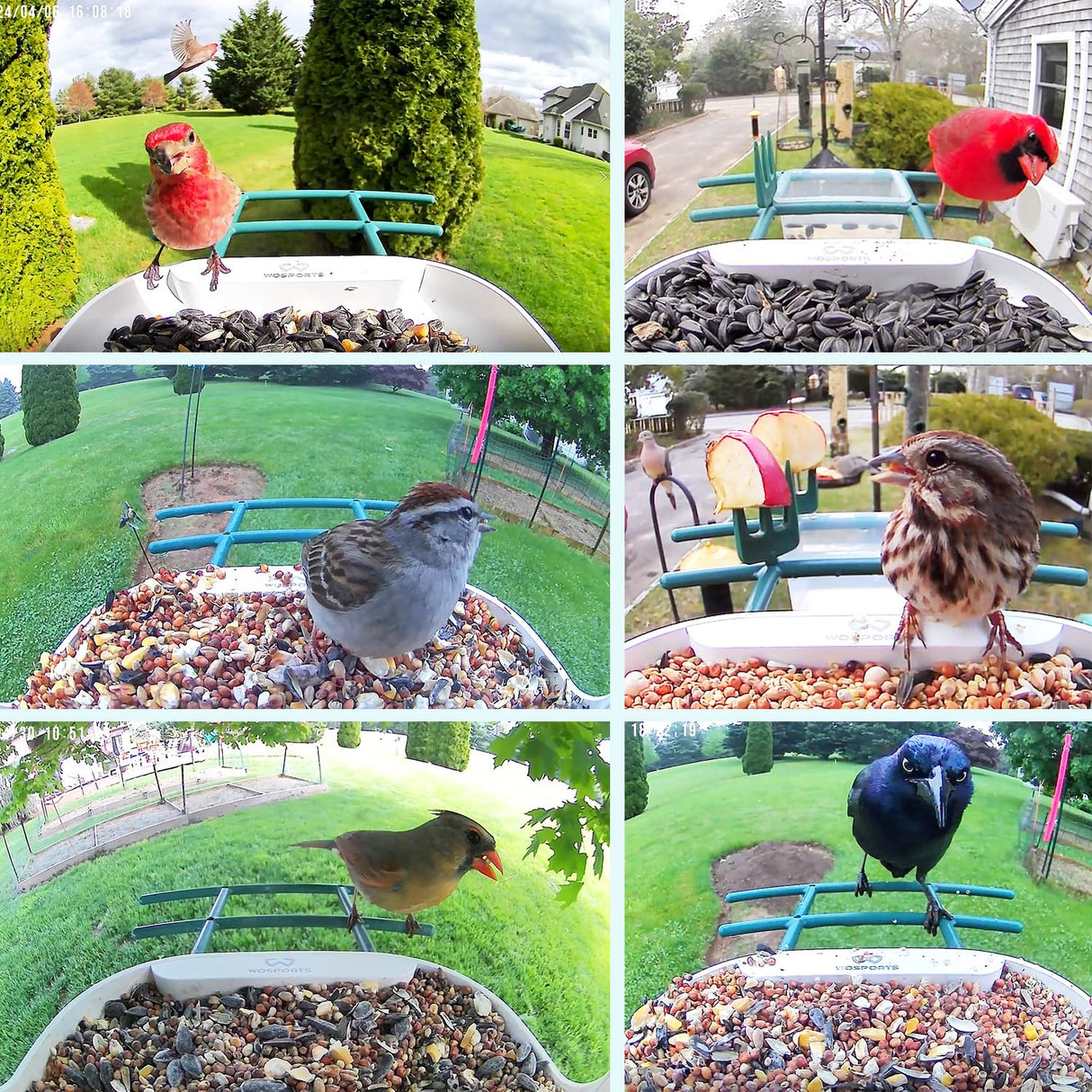 WOSPORTS Bird Feeder with Camera Solar Powered,Wireless Smart Bird Watching Camera,AI Identify 10000+ Bird Species,1080P HD Camera Auto Capture Videos,Instant Notifications,Ideal Gift for Bird Lover WOSPORTS