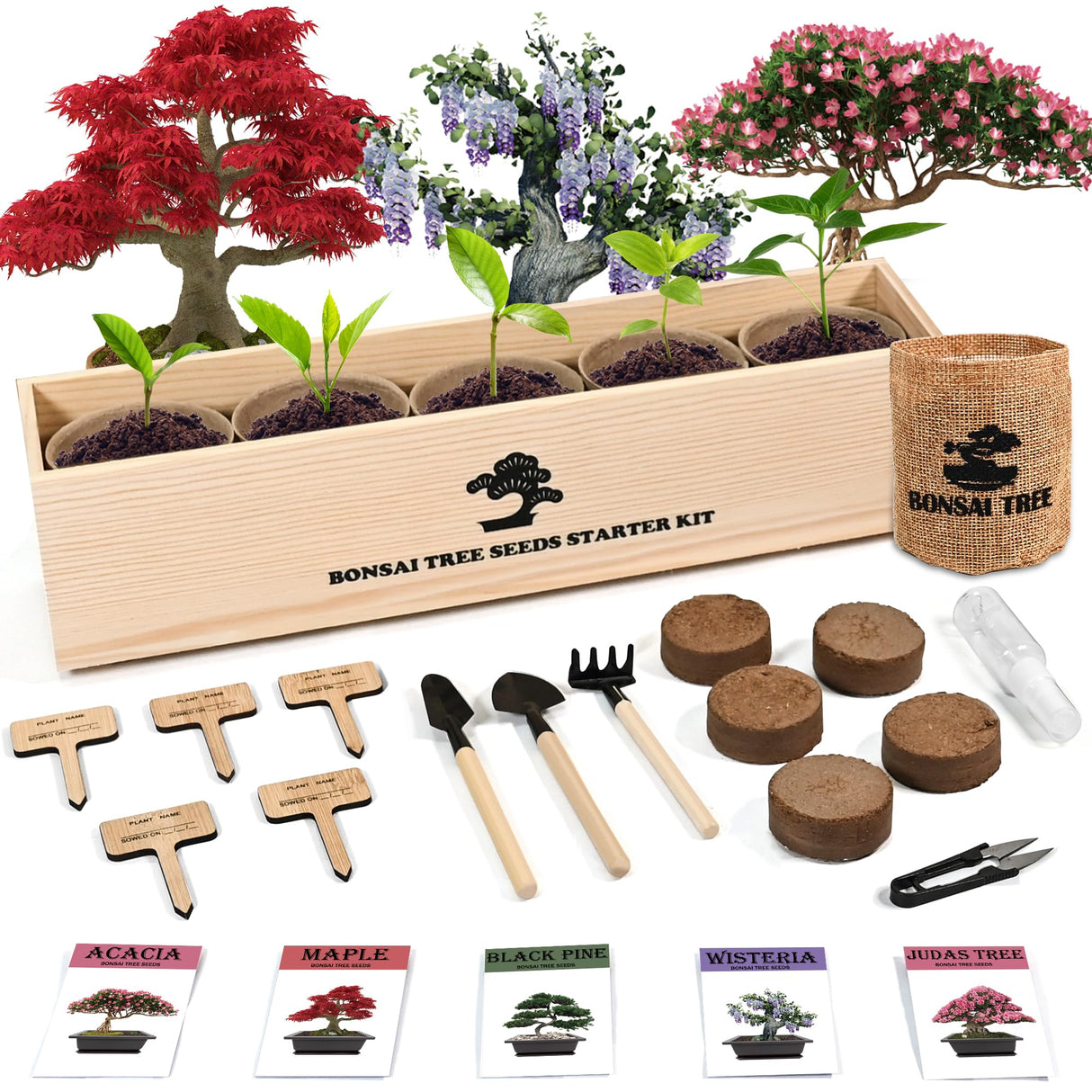 Sproutix Indoor Bonsai Garden Starter Kit, 5 Seeds Growing into Red Maple, Wisteria, Black Pine, Judas Tree, Acacia, Including Complete Gardening Planters & A Wooden Box, Christmas Gifts for Women SPROUTIX