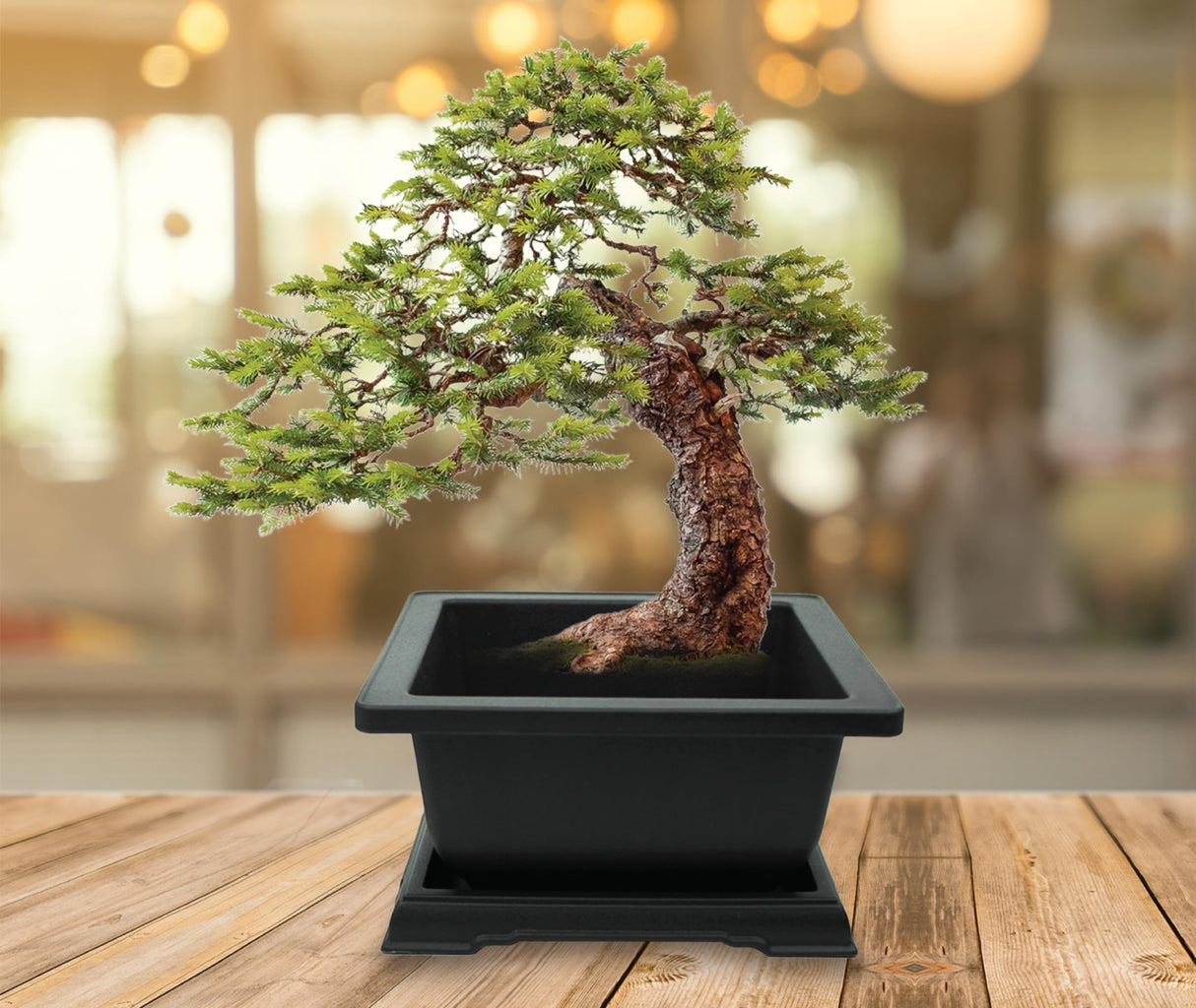 BUZZY Seeds Bonsai Complete Starter Kit (Norway Spruce) - Gardening Gifts - Guaranteed to Grow - Best Indoor Grow Your Own Gardening Gift - Hobbies for Plant Lovers or Unique Christmas Gifts BUZZY