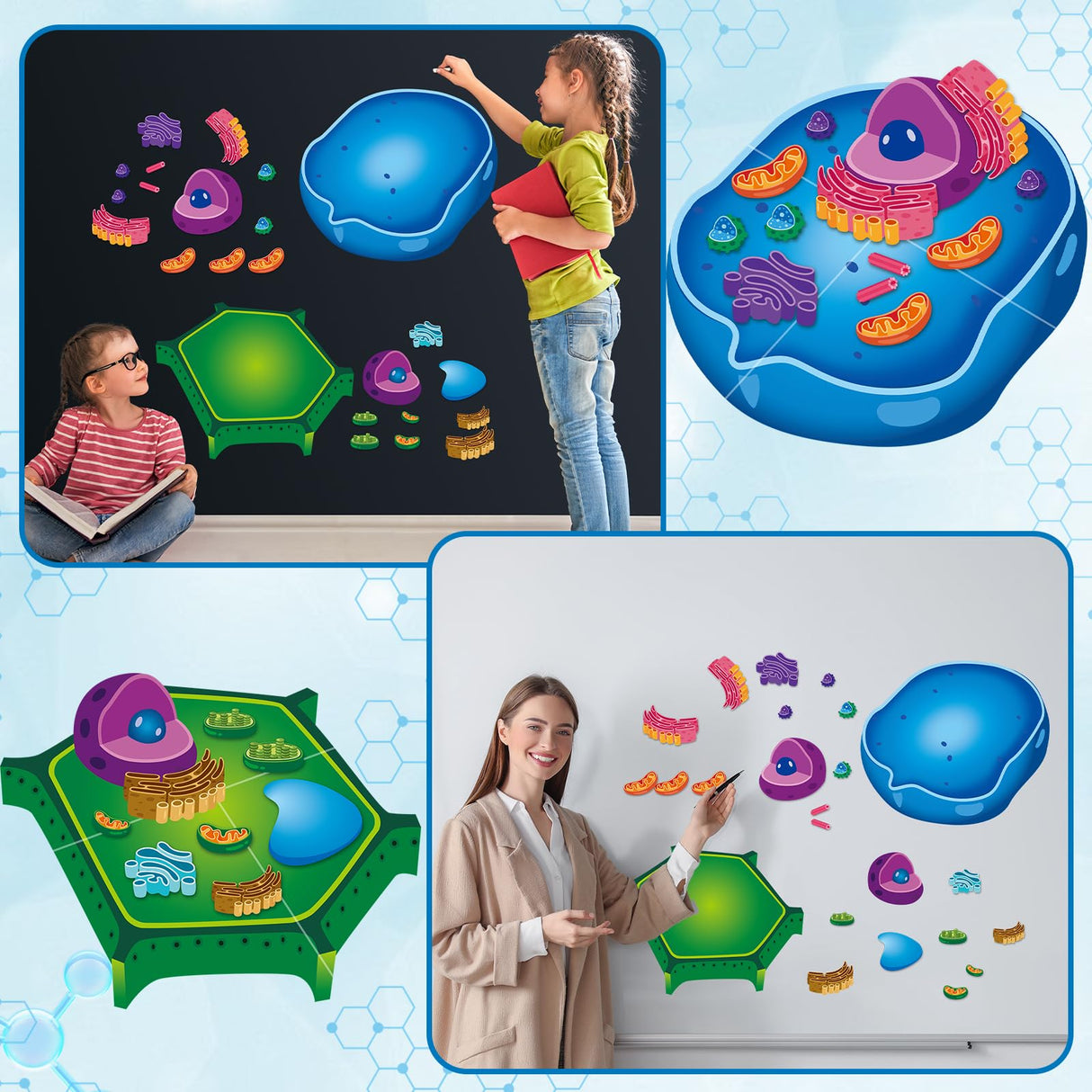 2 Set Magnetic Animal and Plant Cell Model Clearly Magnets Anatomy Models Educational Science Kits Back to School Biology Classroom Decor for Lab Decorations Teacher Must Haves Learning Teaching Aid Lonfliness