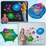 2 Set Magnetic Animal and Plant Cell Model Clearly Magnets Anatomy Models Educational Science Kits Back to School Biology Classroom Decor for Lab Decorations Teacher Must Haves Learning Teaching Aid Lonfliness