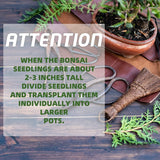 Meekear 5 Bonsai Tree Kit Complete Plant Growing Tools, Grow in Pot Indoor Bonsai Tree Starter Kit, Great Home Gardening Potted Plants DIY Gift for Adults Meekear