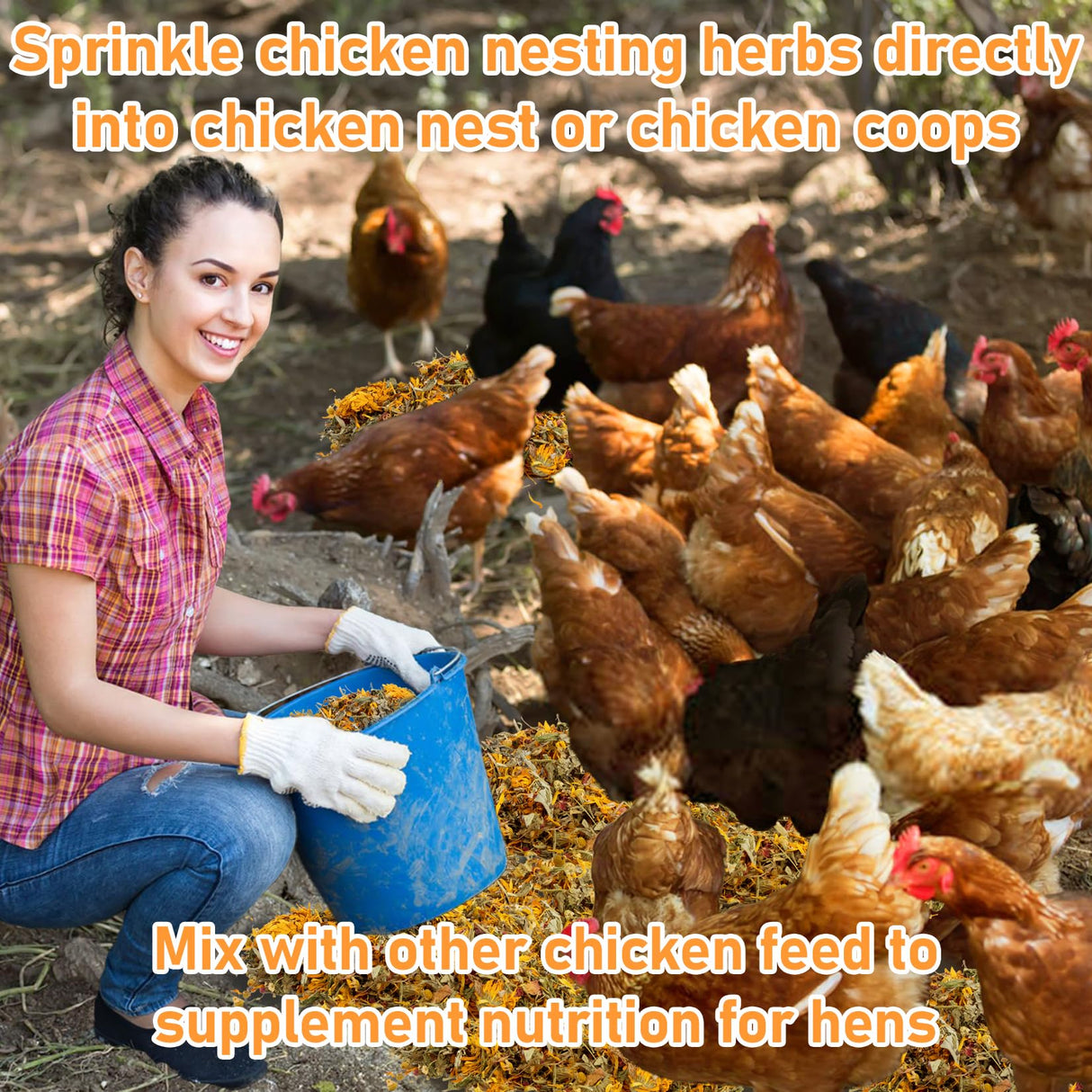 MAQIHAN 10oz Chicken Nesting Herbs - Dried Herb Layer Feed Coop and Run Insulation Roosting Bars for Box Pads Supplies Laying Hens Chicks Vacuum Packed Bedding Winter MAQIHAN