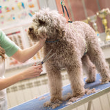 Downtown Pet Supply No Sit Haunch Holder for Dog Grooming Arm and Pet Grooming Table - Dog Grooming Supplies - Stainless Steel Hardware, Rust & Chew Resistant - 19 & 21in - Small/Medium (Haunch Only) Downtown Pet Supply