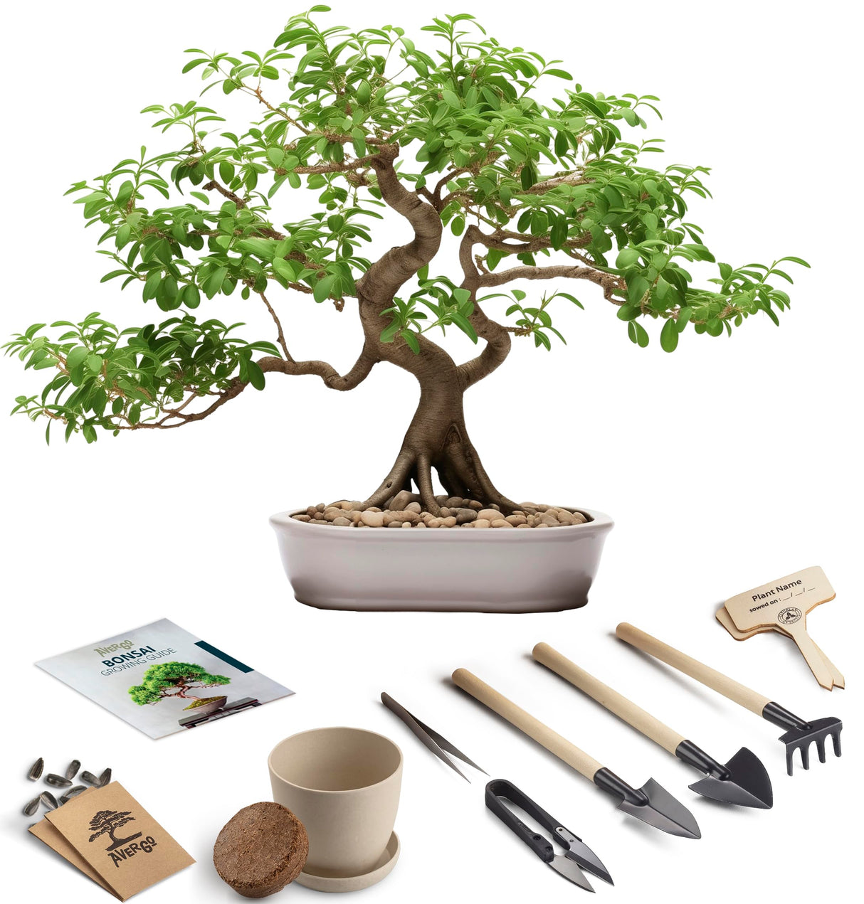 Bonsai Starter Kit – Growing Pigeon Pea Bonzai Tree from Seeds | Complete Indoor Tree Kit for Growing Plants with Tools & Planter – Gardening Gifts for Mother, Women & Men AVERGO