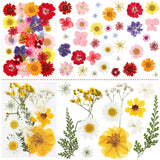 Nuanchu Pressed Flowers Bulk Dried Flower for Crafts, Dried Flower Leave Natural with Tweezer for Resin Mold Scrapbooking DIY (Classic Style) Nuanchu