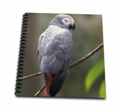 3dRose db_83574_1 African Gray Parrot, Tropical Bird-Na02 Aje0248-Adam Jones-Drawing Book, 8 by 8-Inch