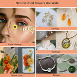50 Pcs Dried Flowers for Resin,Real Pressed Flowers Leaves Mixed Multiple Natural Kit for Christmas DIY Gift,Art Crafts,Candle, Soap Making, Nails Decor Flyekist