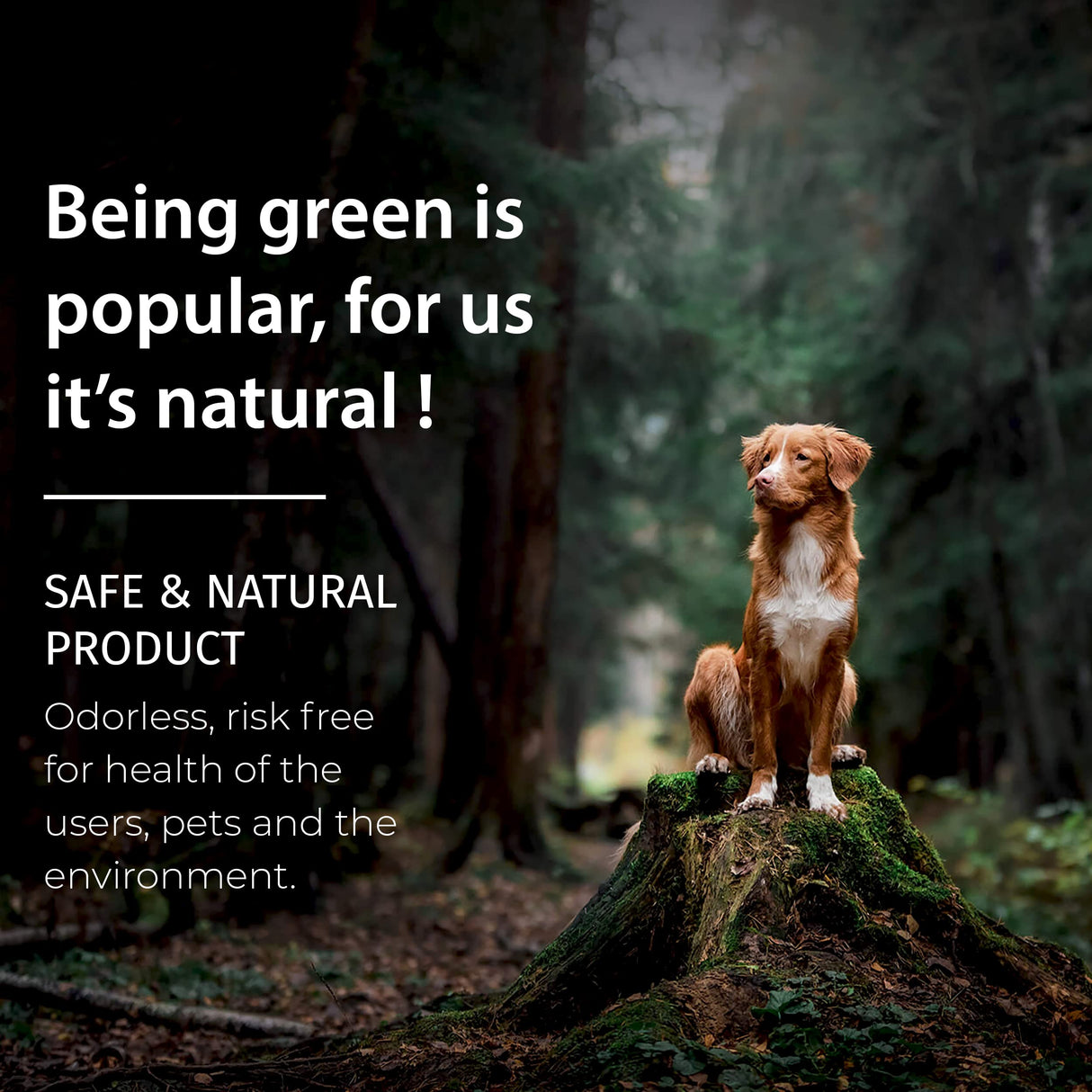 SamaN Interior One Step Wood Seal, Stain and Varnish – Oil Based Odorless Dye - Protection for Furniture and Fine Wood (Brazilian Cherry SAM-306, 8 SamaN