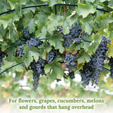 Multi-Size Large Garden Support Arch Frame Climbing Plant Arch Arbor for Flowers/Fruits/Vegetables (6.5ft x 7ft x 7.2ft) BenefitUSA