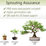 Bonsai Starter Kit – Growing Pigeon Pea Bonzai Tree from Seeds | Complete Indoor Tree Kit for Growing Plants with Tools & Planter – Gardening Gifts for Mother, Women & Men AVERGO