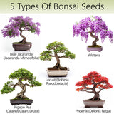 AVERGO Bonsai Tree Kit for Beginners – 5X Unique Japanese Bonzai Trees | Complete Indoor Starter Kit for Growing Plants with Bonsai Seeds, Tools & Planters – Gardening Gifts for Women & Men AVERGO