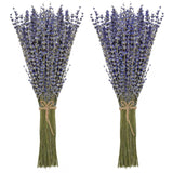 Timoo Dried Lavender Bundles 100 Natural Dried Lavender Flowers for Home Decoration, Photo Props, Home Fragrance, 2 Bundles Pack Timoo