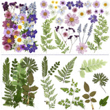 Nuanchu Pressed Flowers Bulk Dried Flower for Crafts, Dried Flower Leave Natural with Tweezer for Resin Mold Scrapbooking DIY (Classic Style) Nuanchu