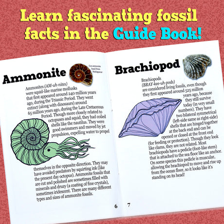 DANCING BEAR Fossil Dig Kit, Excavate 15 Prehistoric Fossils Including Real Dinosaur Bones and Shark Teeth, Paleontology STEM Education for Kids, Fun Science Activity Gift Sets for Girls and Boys DANCING BEAR
