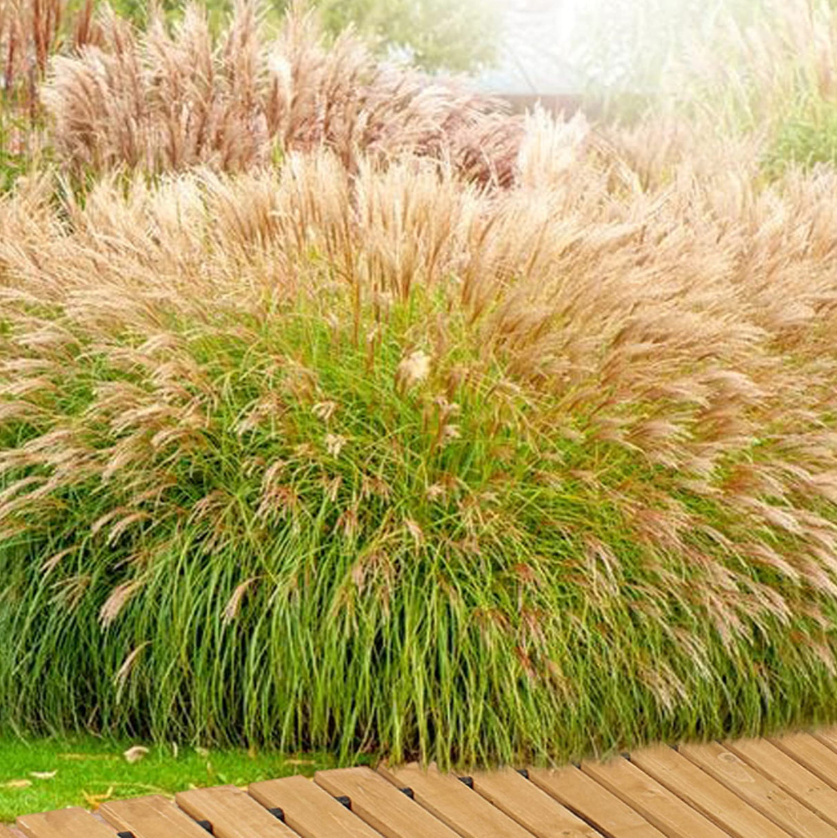 7Penn Garden Pathway Wood 8ft Roll Out - Weather Resistant Outdoor Flooring Wood Walkway Path for Garden, Backyard, Patio, RV, or Lawn - Wooden Slat Portable Roll Out Decking for Muddy Yards 7Penn