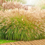 7Penn Garden Pathway Wood 8ft Roll Out - Weather Resistant Outdoor Flooring Wood Walkway Path for Garden, Backyard, Patio, RV, or Lawn - Wooden Slat Portable Roll Out Decking for Muddy Yards 7Penn