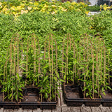 Coloch 20 Pack Bamboo U Trellis Support, 16 Inch U Loop Plant Stake Arch Garden Trellis for Potted Plants, Climbing Flowers and Vines, Ivy, Outdoor Planting Coloch