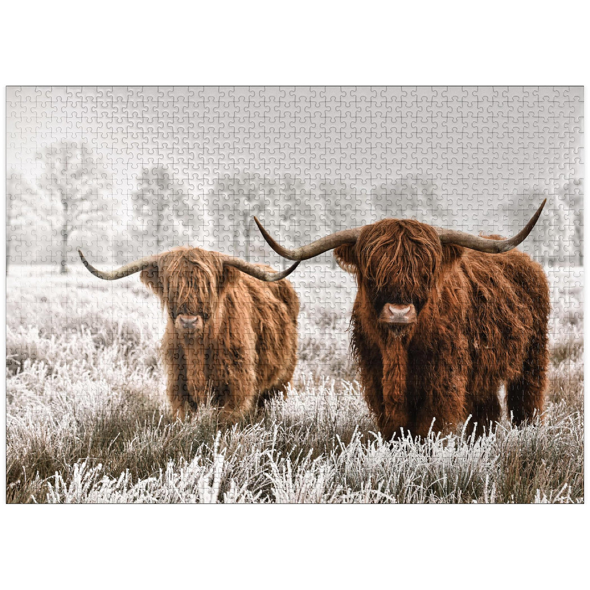 MyPuzzle Hairy Scottish Highland Cattle in A Winter Landscape - Premium 1000 Piece Jigsaw Puzzle for Adults MyPuzzle.com