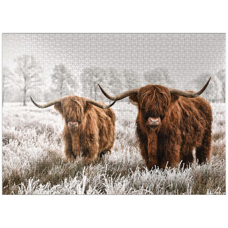 MyPuzzle Hairy Scottish Highland Cattle in A Winter Landscape - Premium 1000 Piece Jigsaw Puzzle for Adults MyPuzzle.com