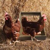 Farm Innovators Single Compartment Versatile Hand Crafted Fully Assembled Wood Nesting Box Coop Ideal for Chicken, Ducks, and Birds Farm Innovators